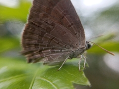 Arhopala atrax