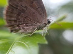 Arhopala atrax