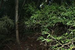 Monococcus echinophorus