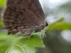 Arhopala atrax
