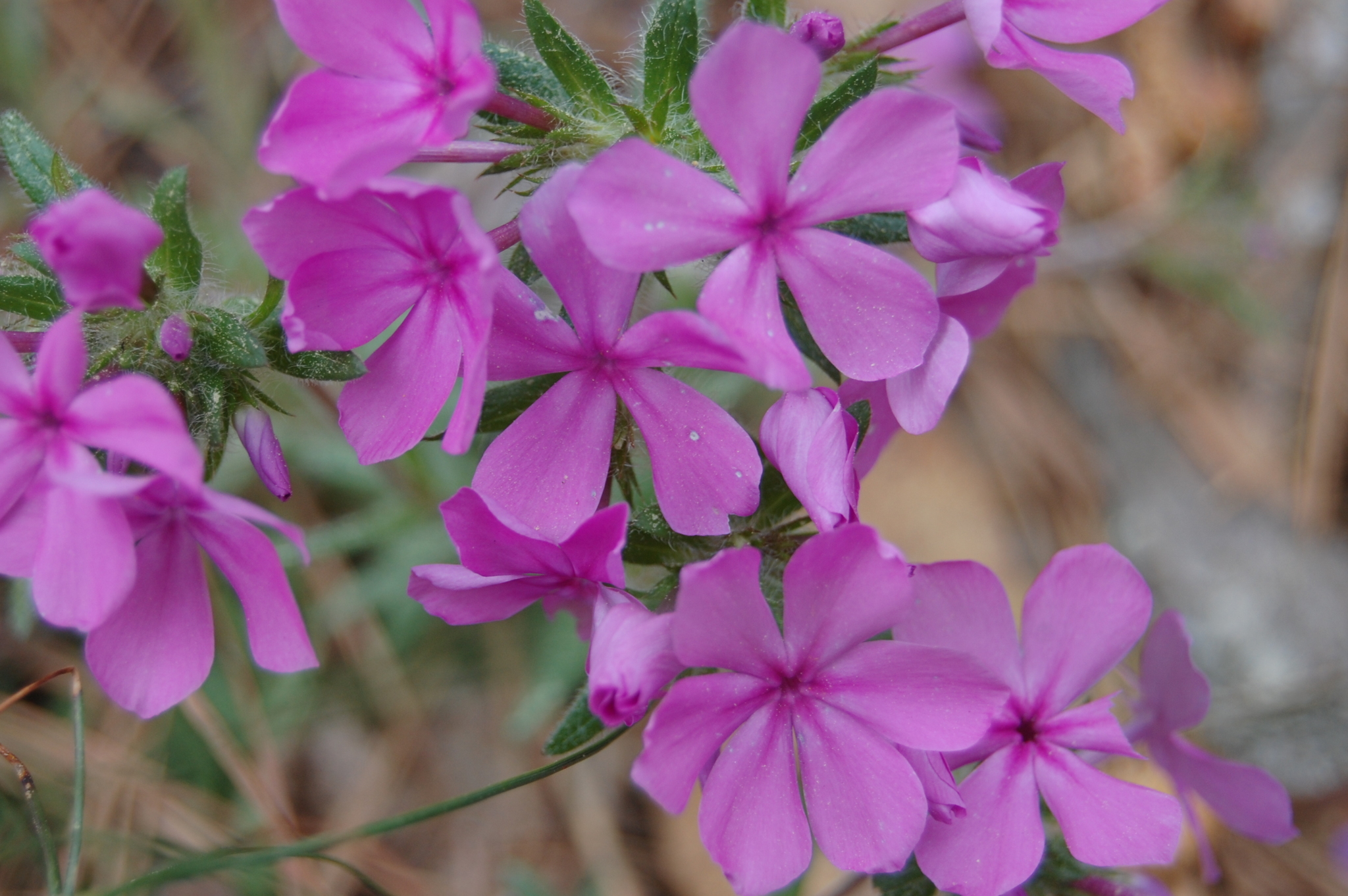 Phlox amoena