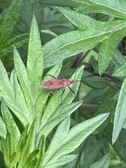 Cutocoris russatus