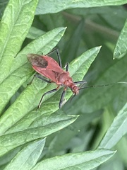 Cutocoris russatus