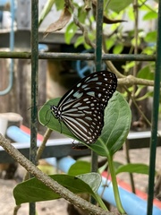 Ideopsis vulgaris macrina