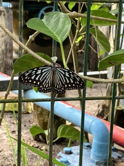 Ideopsis vulgaris macrina