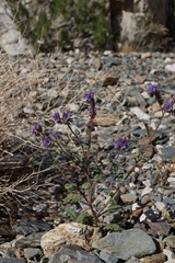 Phacelia crenulata crenulata