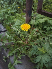 Taraxacum officinale
