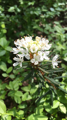 Rhododendron tomentosum