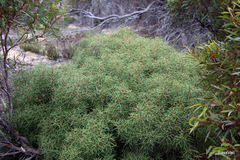 Hakea mitchellii