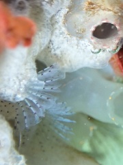 Bispira pacifica