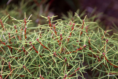 Hakea mitchellii