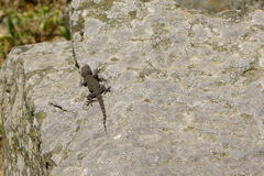 Tarentola mauritanica