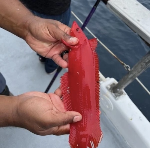 Giant kelpfish (Heterostichus rostratus) — Clinidae