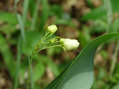 Solena amplexicaulis