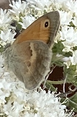 Coenonympha