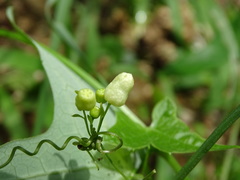Solena amplexicaulis