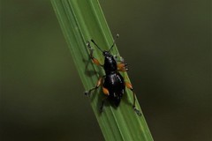 Sphenomorpha spectabilis