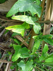 Solena amplexicaulis