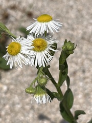 Erigeron