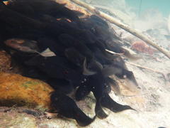 Clinotarsus penelope