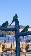 Psephotus haematonotus