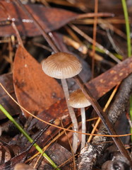 Mycena mijoi