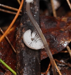 Mycena mijoi