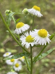Erigeron
