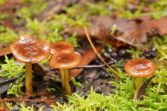Cortinarius abnormis