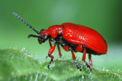 Lilioceris merdigera