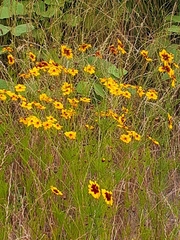 Coreopsis tinctoria