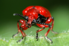 Lilioceris merdigera