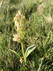 Dactylorhiza sambucina