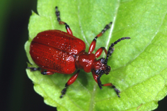 Lilioceris merdigera