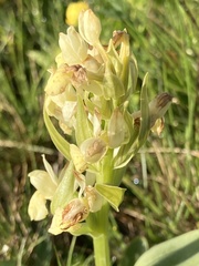 Dactylorhiza sambucina