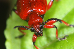 Lilioceris merdigera