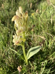 Dactylorhiza sambucina
