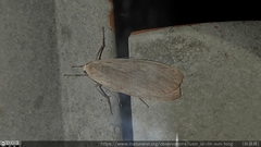 Eilema griseola