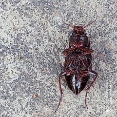 Calathus fuscipes