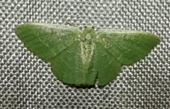 Phaiogramma
