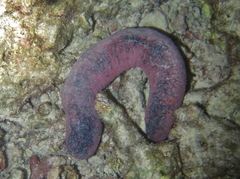 Holothuria edulis