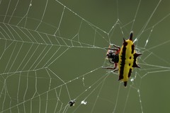 Gasteracantha taeniata