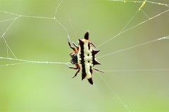 Gasteracantha taeniata