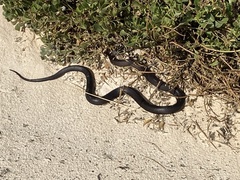 Pseudonaja affinis exilis