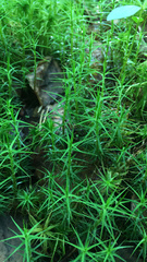 Polytrichum commune