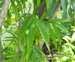 Lepisanthes alata