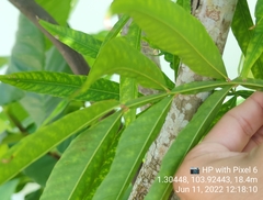 Lepisanthes alata