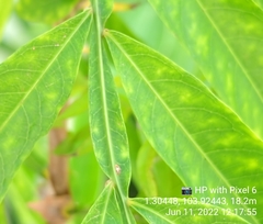 Lepisanthes alata