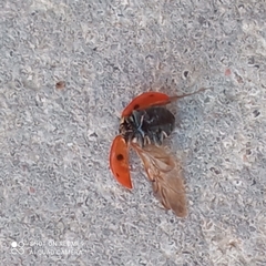 Coccinella septempunctata