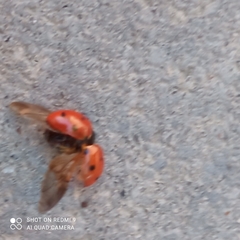 Coccinella septempunctata